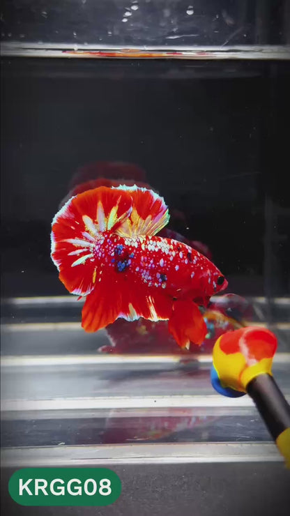 Golden Star Dust Galaxy Plakat Male Betta Fish | Super Rare | You Pick Fish