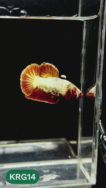 Koi Red Gold Galaxy Plakat Male Betta Fish | You Pick Fish