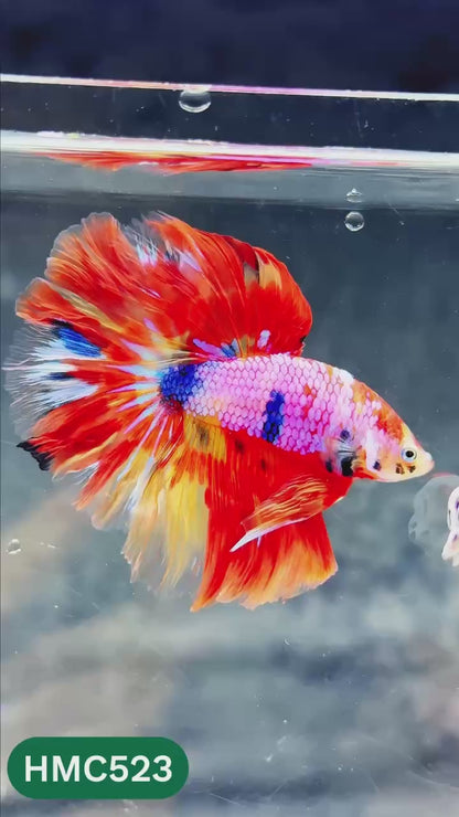 Nemo Halfmoon Male Betta Fish | Order Directly From Farm | You Pick Fish