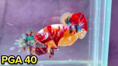 King Giant Plakat Male Betta Fish | You Pick Fish | High Grade