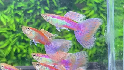 Pink Grass Fancy Guppy Fish | Exotic Guppy
