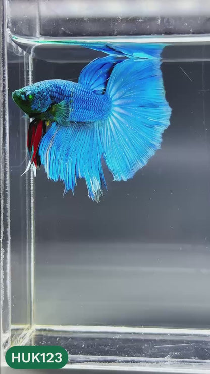 Black Hulk Halfmoon Male Betta Fish | You Pick Fish