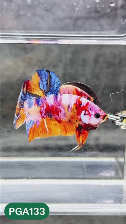 King Giant Plakat Male Betta Fish | You Pick Fish | High Grade