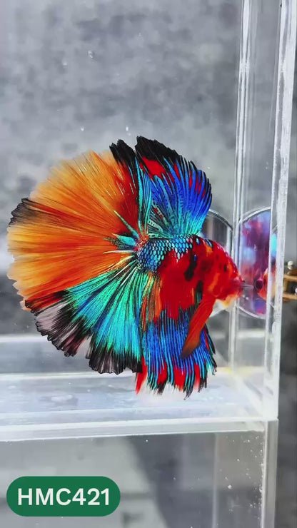 Multicolor Halfmoon Male Betta Fish | High Grade | Order Directly From Farm |  You Pick Fish |