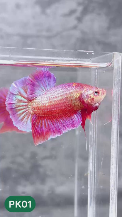 Pink Plakat Male Betta Fish | You Pick Fish | Rare Color