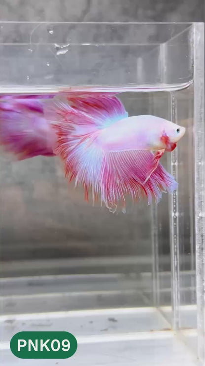 Pink Halfmoon Male Betta Fish | You Pick Fish | Order Directly From Farm