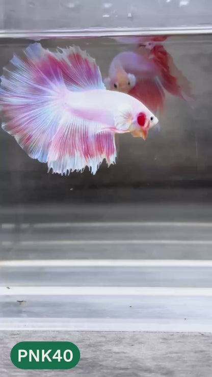 Pink Halfmoon Male Betta Fish | You Pick Fish | Order Directly From Farm