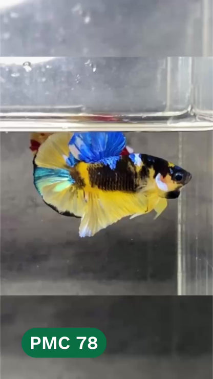 Multicolor Plakat Male Betta Fish |Show Grade|  You Pick Fish