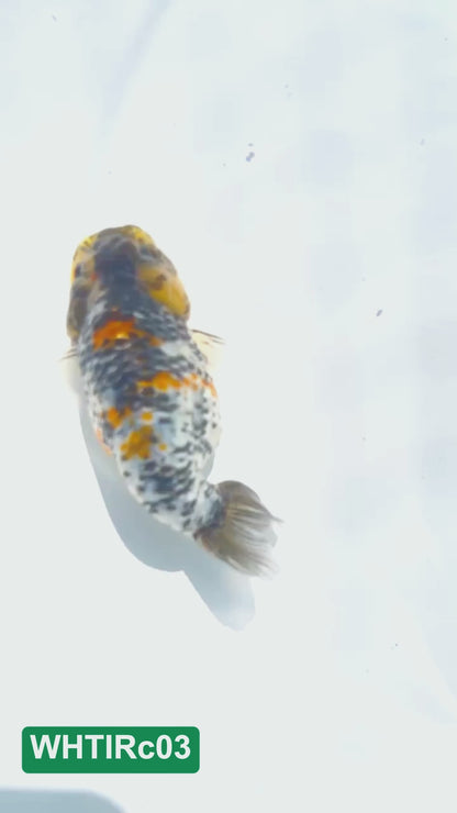 Pearl White Tiger Calico Ranchu Goldfish | You Pick Fish