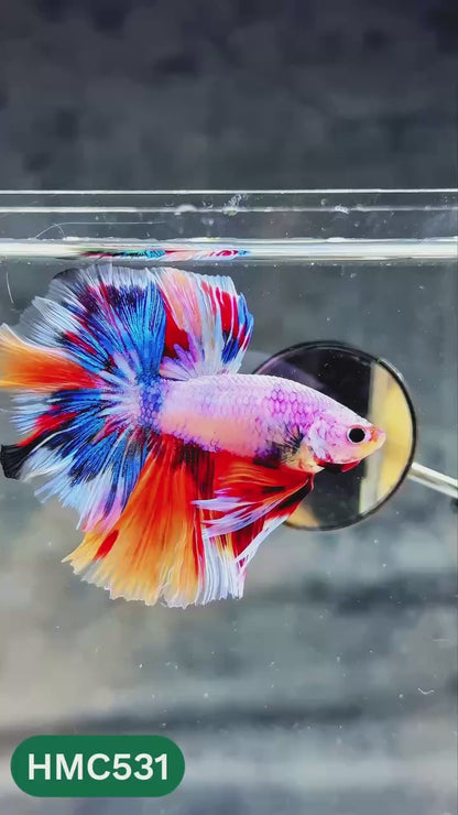 Nemo Halfmoon Male Betta Fish | Order Directly From Farm | You Pick Fish