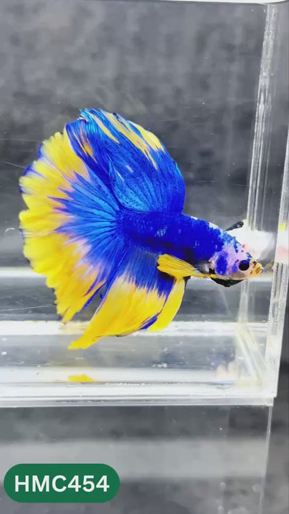 Multicolor Halfmoon Male Betta Fish | Order Directly From Farm | You Pick Fish