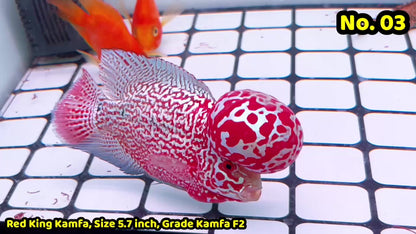 King Kamfa Flowerhorn Cichlid | You Pick Fish |