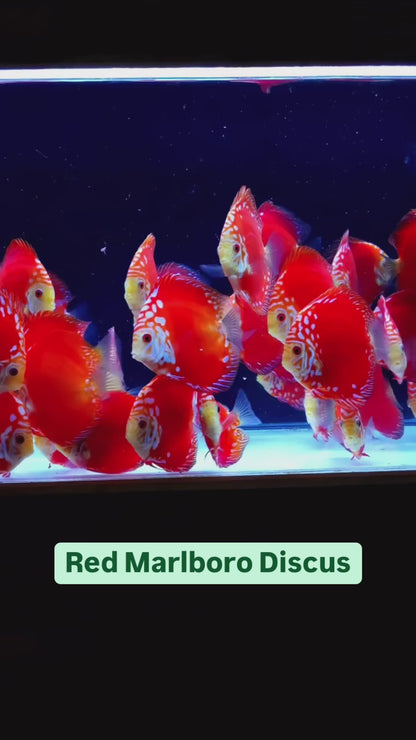 Red Marlboro Discus Fish