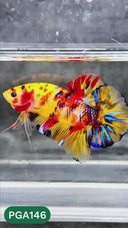 King Giant Plakat Male Betta Fish | You Pick Fish | High Grade