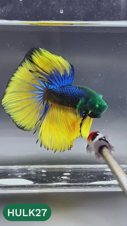 Black Hulk Halfmoon Male Betta Fish | You Pick Fish