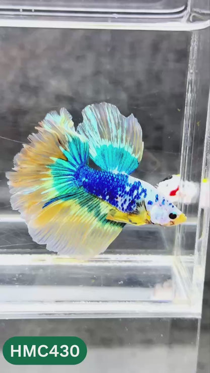 Multicolor Halfmoon Male Betta Fish | Order Directly From Farm | You Pick Fish