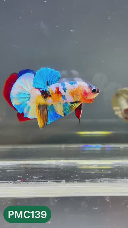 Multicolor Plakat Male Betta Fish |Show Grade|  You Pick Fish