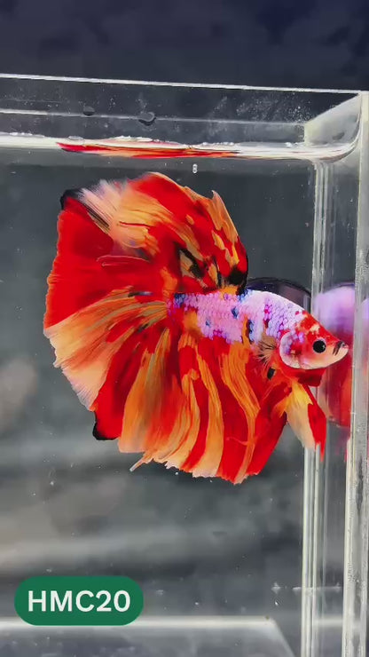 Multicolor Halfmoon Male Betta Fish | Order Directly From Farm | You Pick Fish