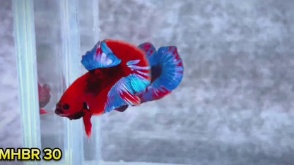 Hellboy Plakat Male Betta Fish | Order Directly From Farm | You Pick Fish