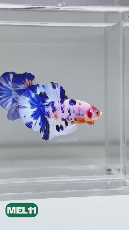 Metallic Plakat Betta Fish | You Pick Betta | Exotic Fish