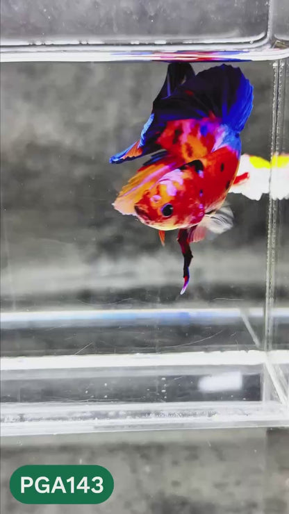 King Giant Plakat Male Betta Fish | You Pick Fish | High Grade