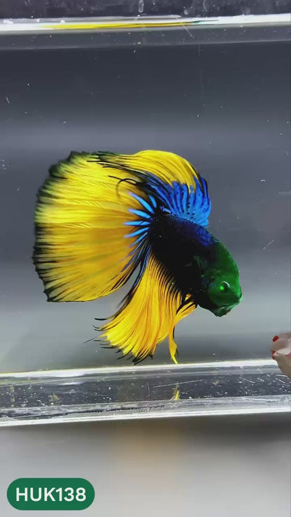 Black Hulk Halfmoon Male Betta Fish | You Pick Fish