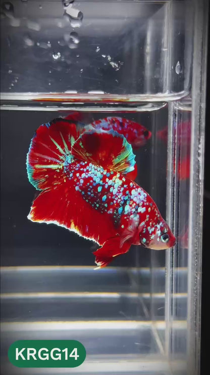 Golden Star Dust Galaxy Plakat Male Betta Fish | Super Rare | You Pick Fish