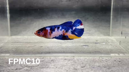 Multicolor Female Betta Fish | You Pick Fish  | High Grade