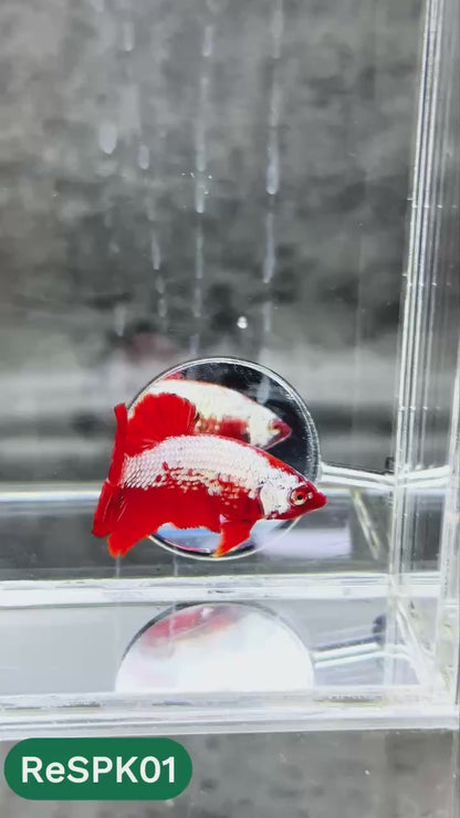 Samurai Plakat Male Betta Fish | You Pick Fish