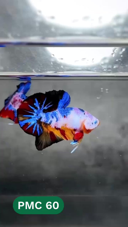 Multicolor Plakat Male Betta Fish |Show Grade|  You Pick Fish
