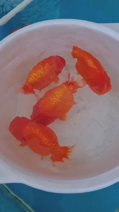 Full Scale Ranchu Goldfish | Grower Pick