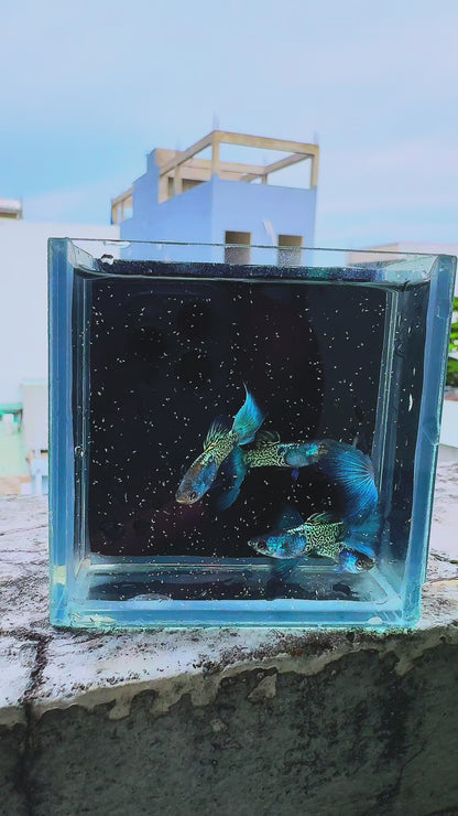 Snake Skin Metal Blue Tail Guppy Fish