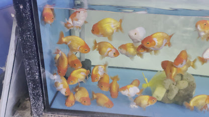 Hybrid Red And White Ranchu Goldfish | Grower Pick