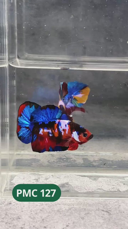Multicolor Plakat Male Betta Fish |Show Grade|  You Pick Fish