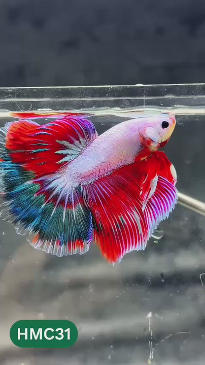 Multicolor Halfmoon Male Betta Fish | Order Directly From Farm | You Pick Fish