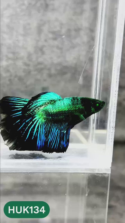 Black Hulk Halfmoon Male Betta Fish | You Pick Fish