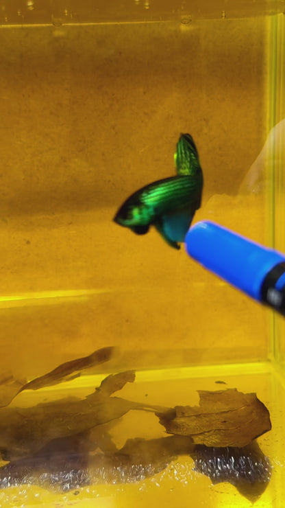 Wild Green Mahachaiensis Male Betta Fish