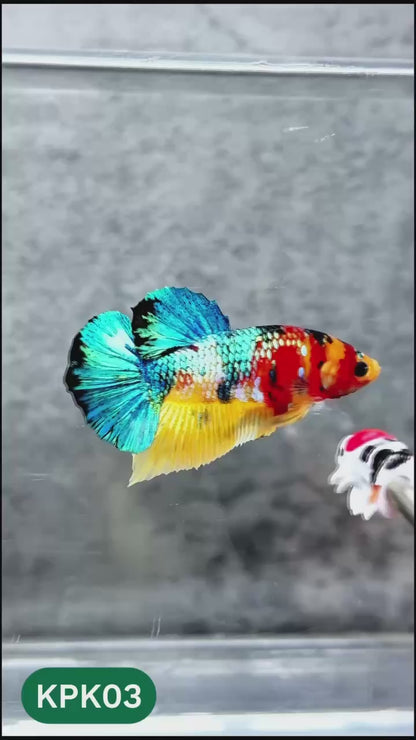 Multicolor Plakat Male Betta Fish |Show Grade|  You Pick Fish