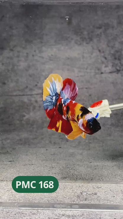Multicolor Plakat Male Betta Fish |Show Grade|  You Pick Fish