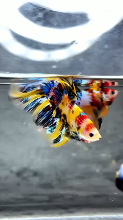 Multicolor Halfmoon Male Betta Fish | High Grade | Order Directly From Farm |  You Pick Fish |