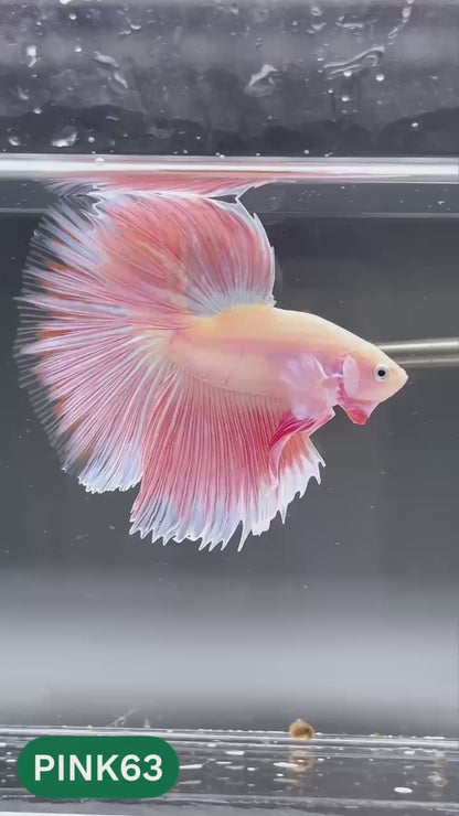 Pink Halfmoon Male Betta Fish | You Pick Fish | Order Directly From Farm