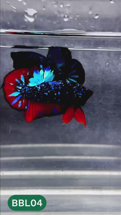 Black Star Nebula Plakat Male Betta | You Pick Betta | High Grade