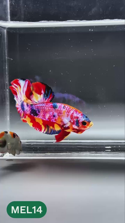 Multicolor Metallic Plakat Male Betta Fish | You Pick Fish | Exclusive Grade