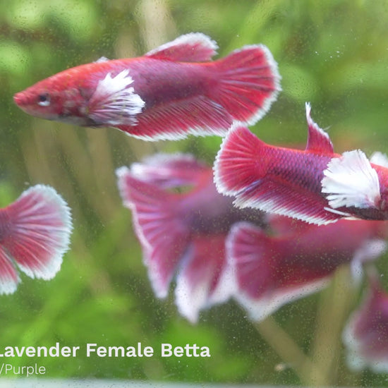 Dumbo Lavender Female Betta