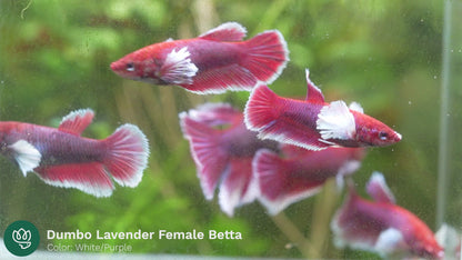 Dumbo Lavender Female Betta