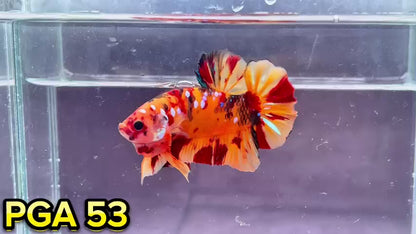 King Giant Plakat Male Betta Fish | You Pick Fish | High Grade