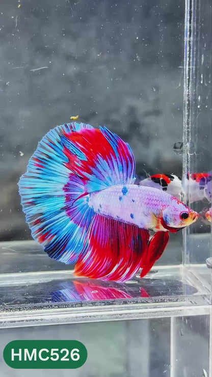 Nemo Halfmoon Male Betta Fish | Order Directly From Farm | You Pick Fish