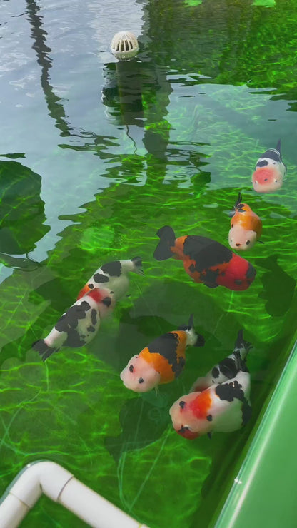 Milk Cow Ranchu Goldfish 3-4 Inches | Grower Pick | AAA Grade