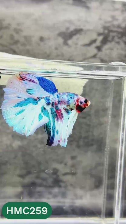 Multicolor Halfmoon Male Betta Fish | Order Directly From Farm | You Pick Fish