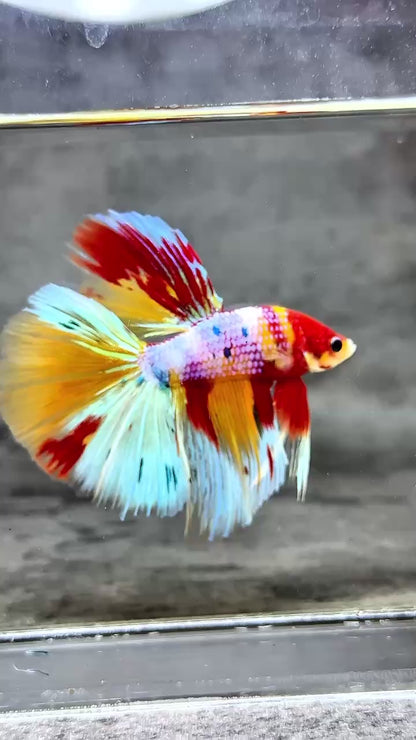 Multicolor Halfmoon Male Betta Fish | High Grade | Order Directly From Farm |  You Pick Fish |